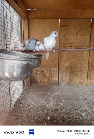 Diamond Dove