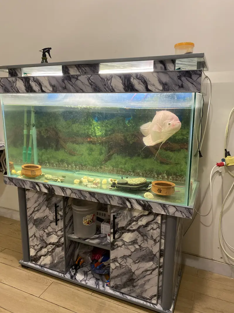 White Gourami Fish