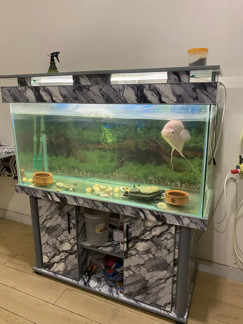 White Gourami Fish — photo 3