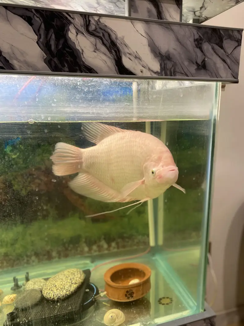 White Gourami Fish — photo 4
