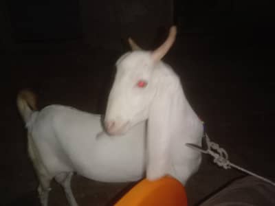 gulabi Bakra