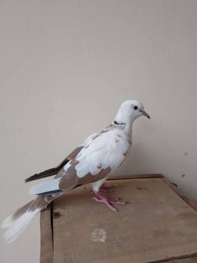 adult pair and two female dove
