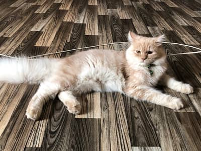 Pair Of kittens Persion 6 months Age