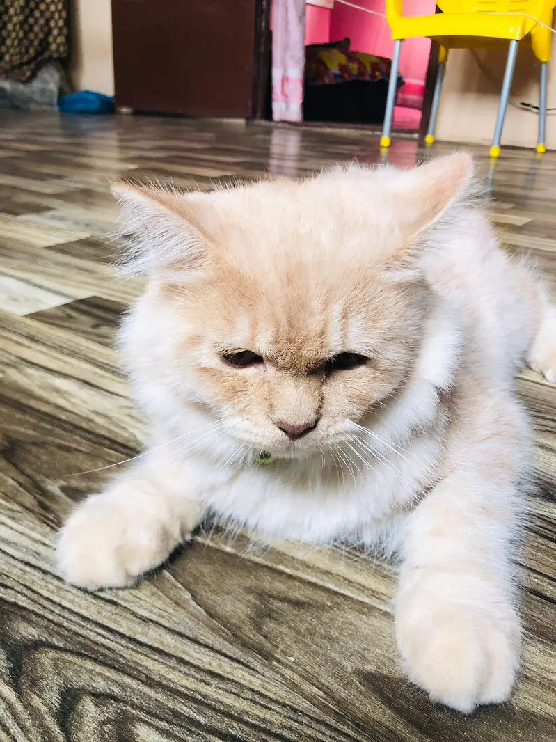 Pair Of kittens Persion 6 months Age — photo 3