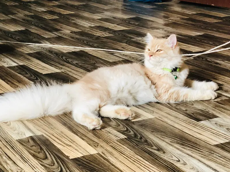 Pair Of kittens Persion 6 months Age — photo 4