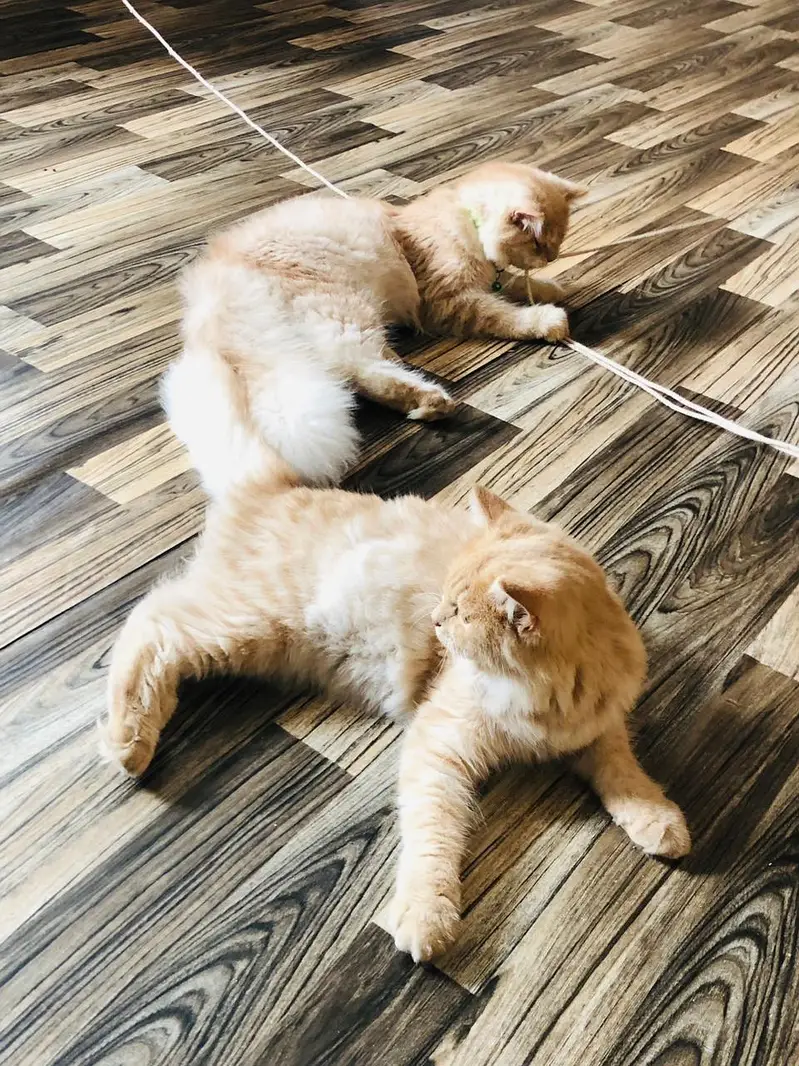 Pair Of kittens Persion 6 months Age — photo 5