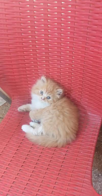 kitten
