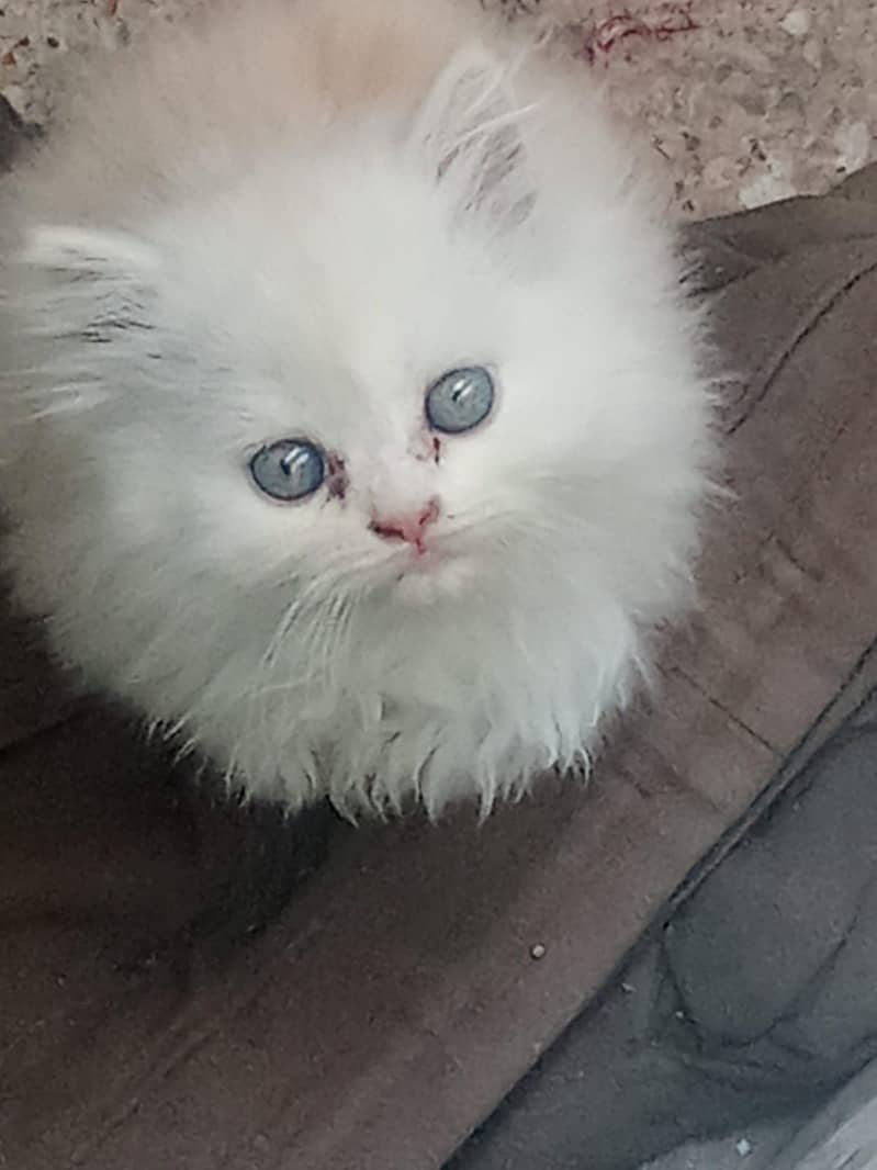 kitten 1