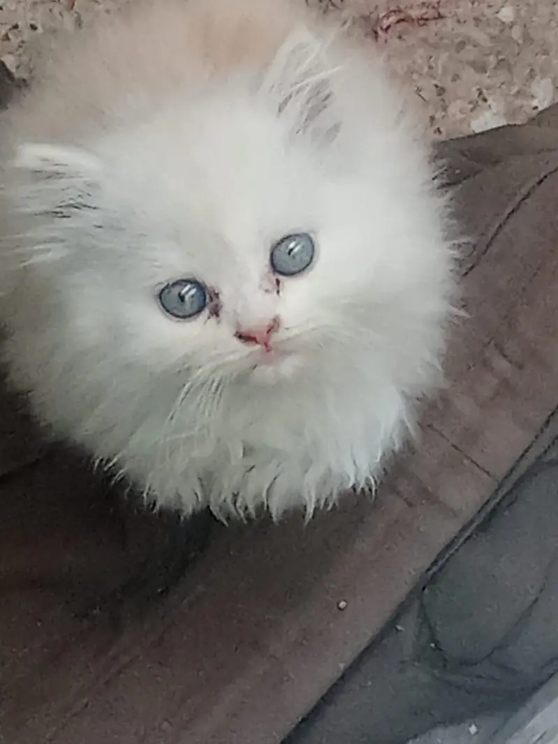 kitten — photo 2