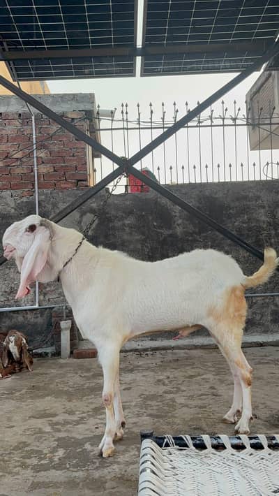 Rajanpuri hussab