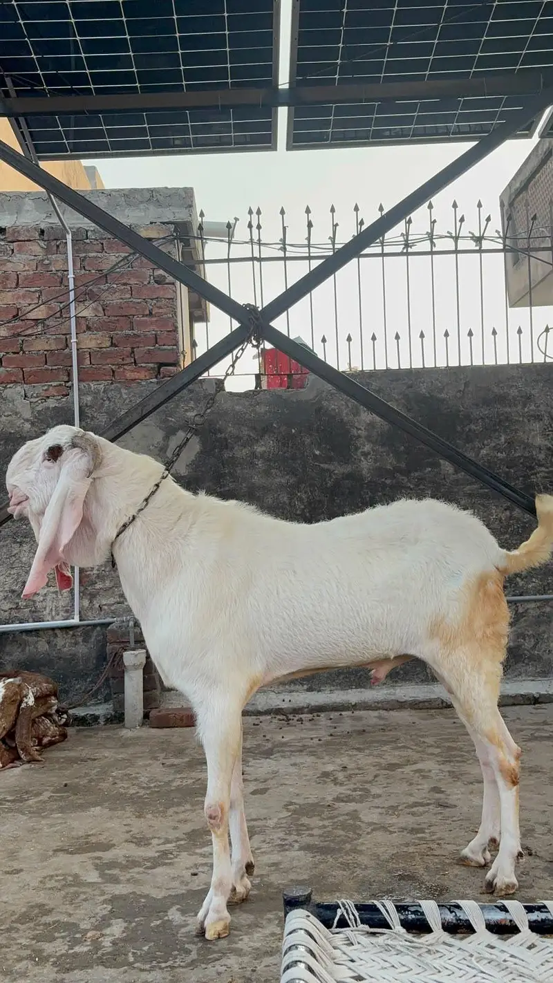 Rajanpuri hussab — photo 2