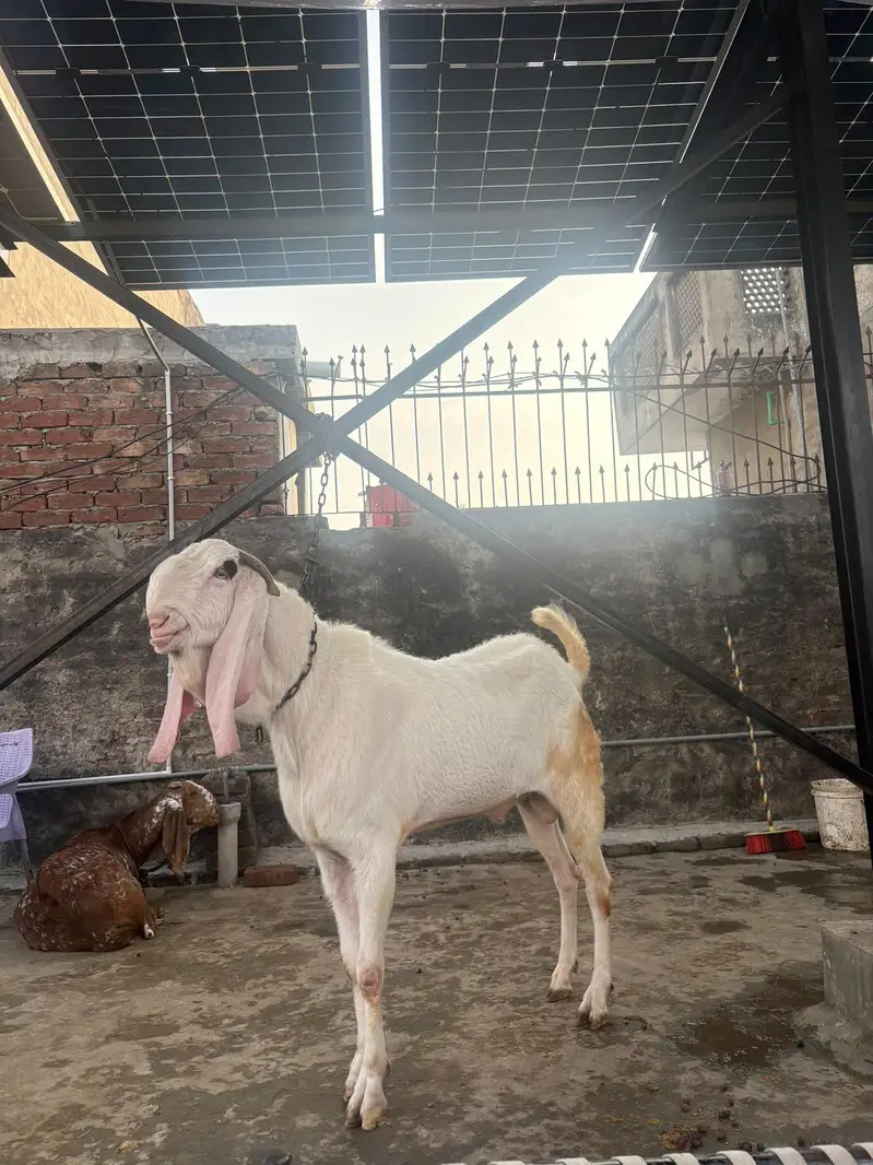 Rajanpuri hussab — photo 3