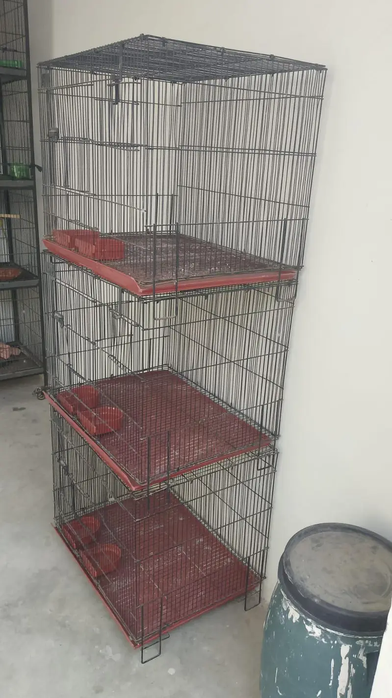 cage ha 10 10 ha condition ha — photo 11