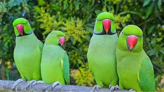 RINGNACK BREEDER PAIR WITH LICENSE