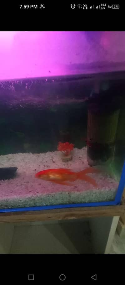 Aquierum with 6 big fishes