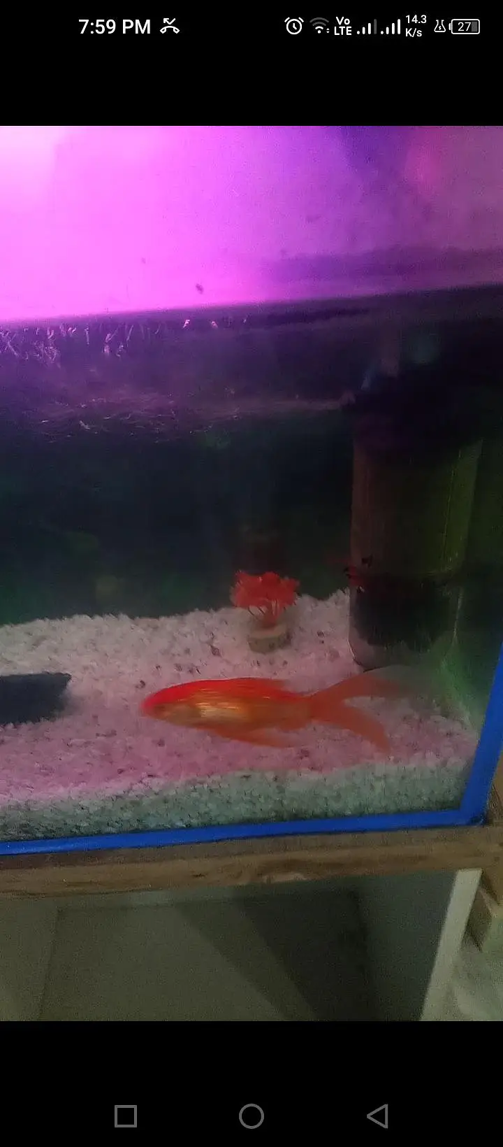 Aquierum with 6 big fishes
