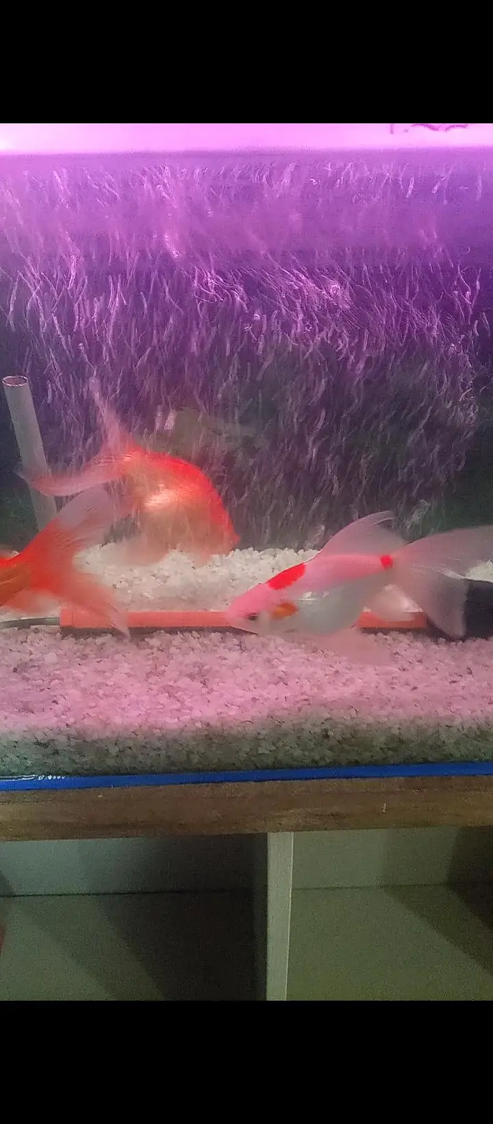 Aquierum with 6 big fishes — photo 2