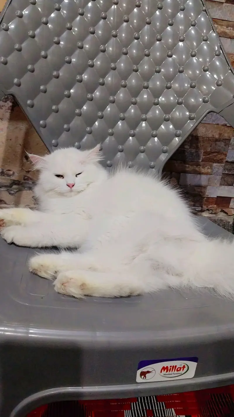 breeder female — photo 2