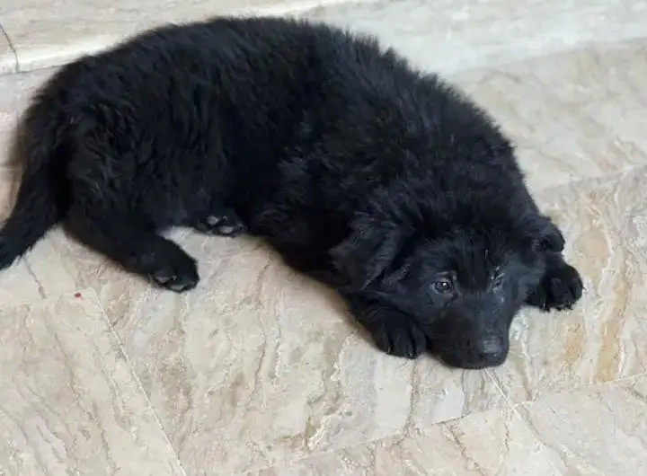 German Shepherd Puppies Male, Female, Top Quality Long Coat — photo 2