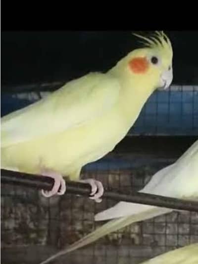 common white female hand tampe