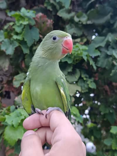 Ringneck chick full tame