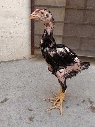 2 High quality aseel chicks available 03001670783