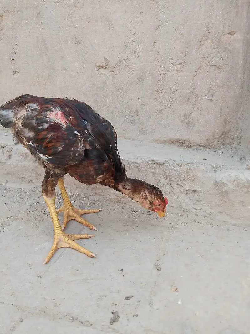 2 High quality aseel chicks available 03001670783 — photo 2