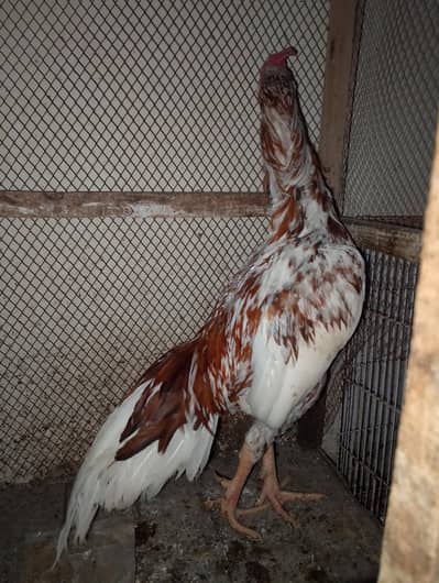Aseel hen