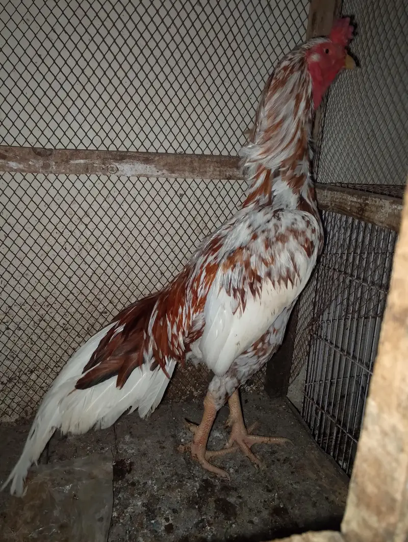 Aseel hen — photo 2