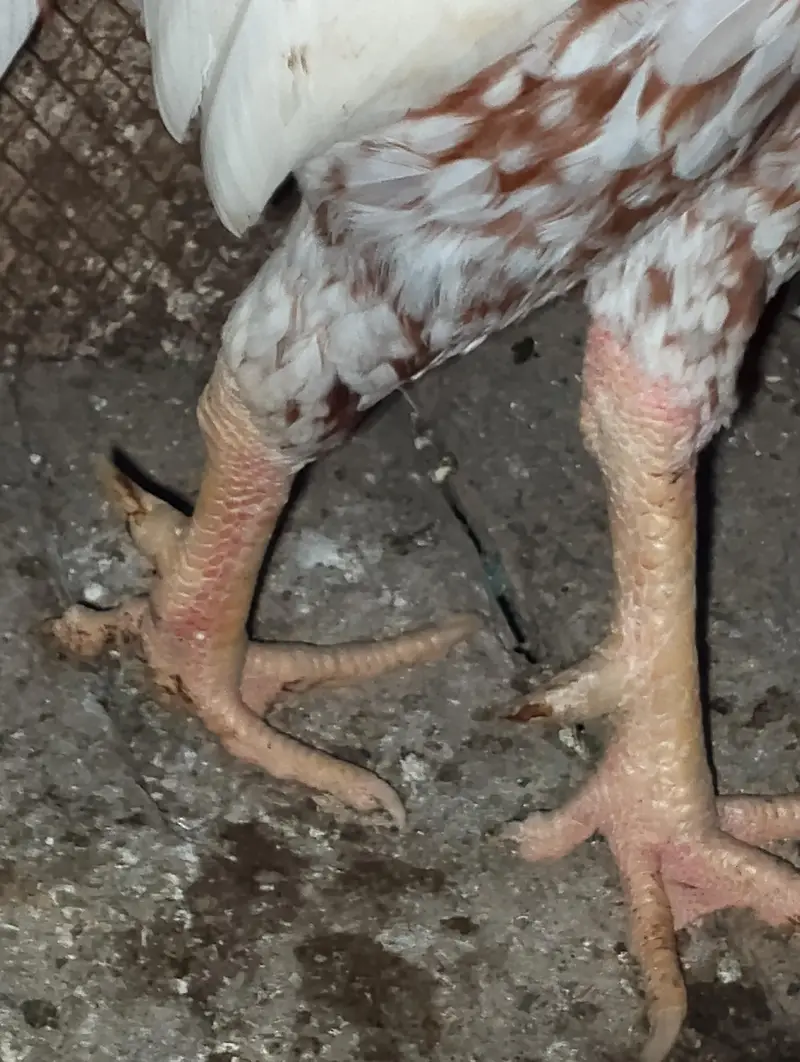 Aseel hen — photo 3