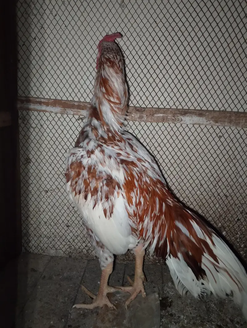 Aseel hen — photo 4