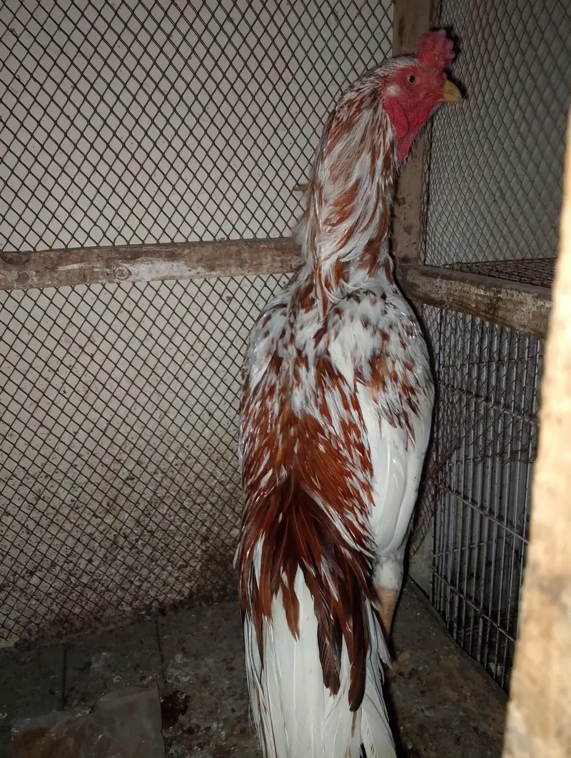 Aseel hen — photo 5