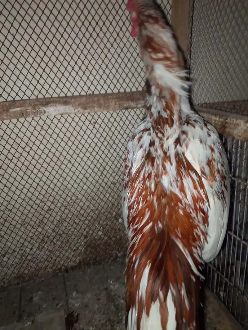 Aseel hen — photo 6
