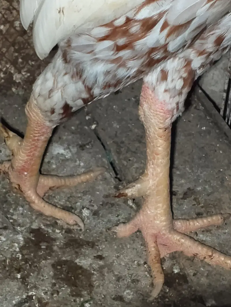 Aseel hen — photo 7