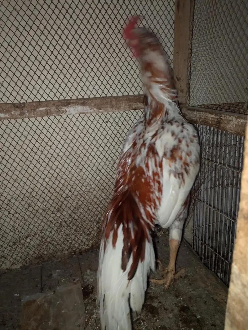 Aseel hen — photo 8