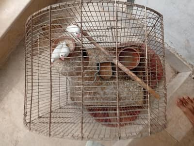 Jawab Breeder Pair Cage