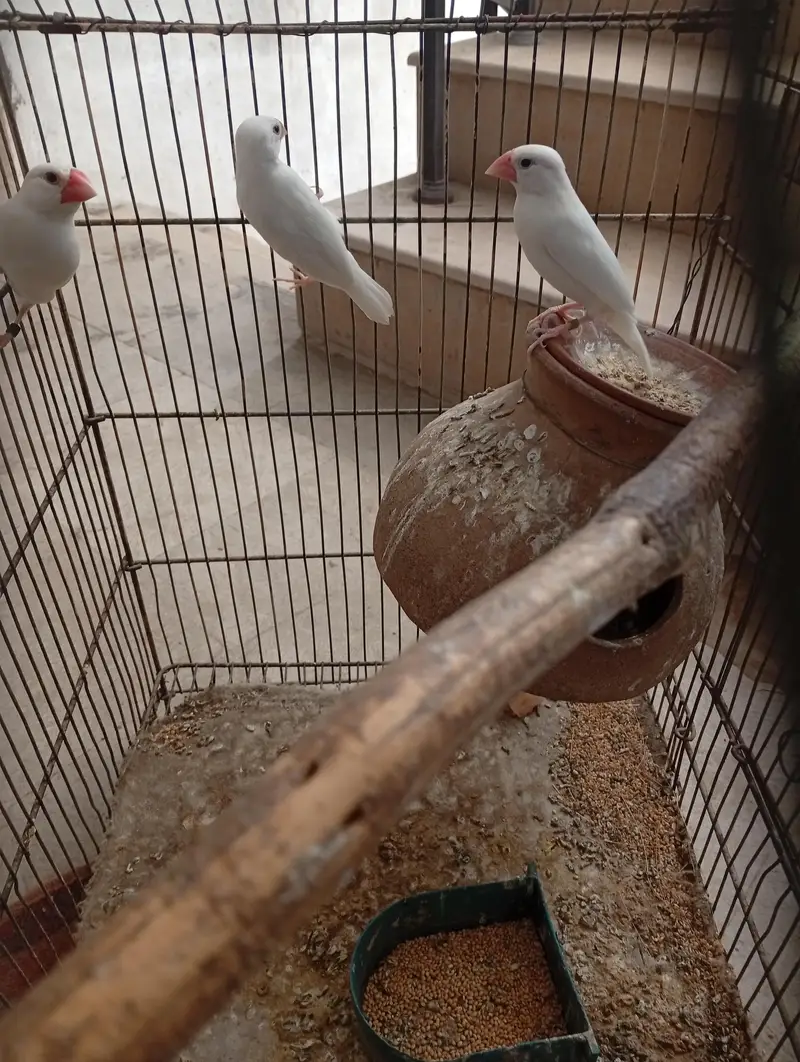 Jawab Breeder Pair Cage — photo 2