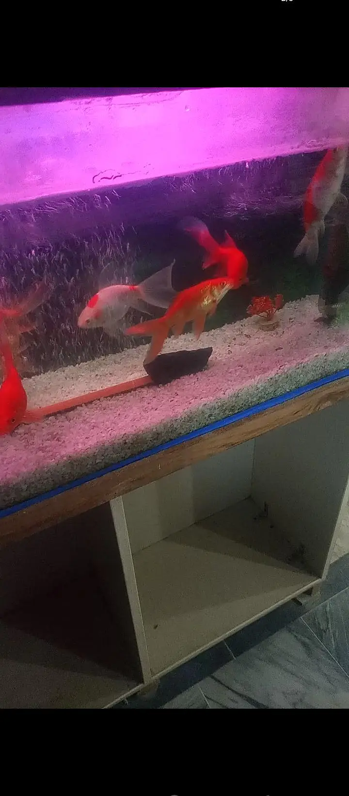 Aquierum with 6 big fishes — photo 4