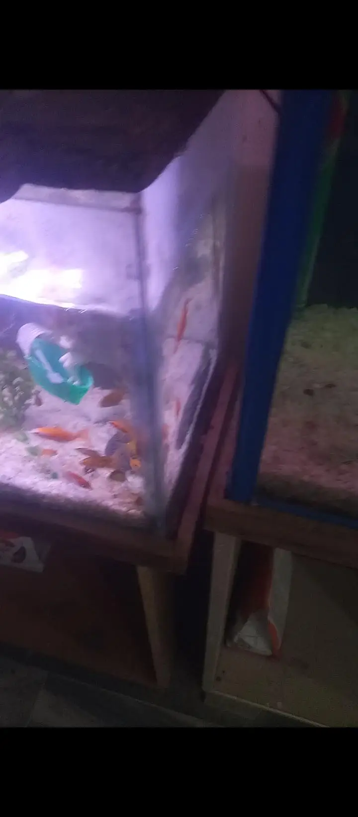 Aquierum with 6 big fishes — photo 5