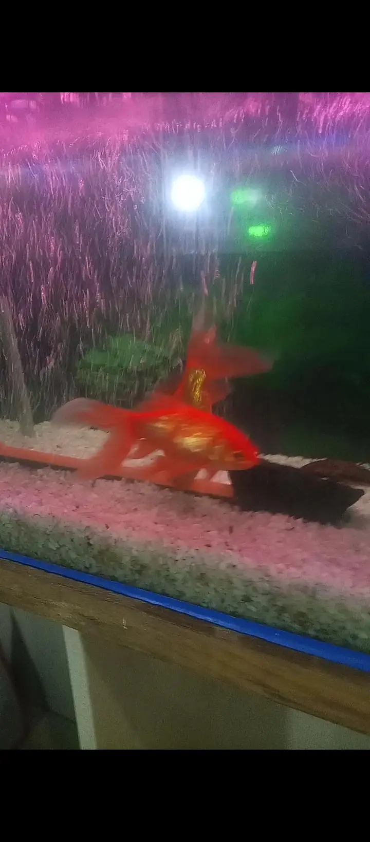 Aquierum with 6 big fishes — photo 6