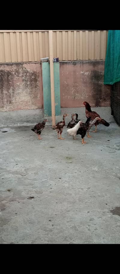 Aseel Female h chicks