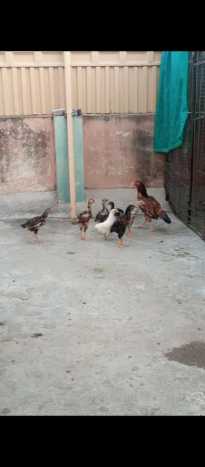 Aseel Female h chicks — photo 2