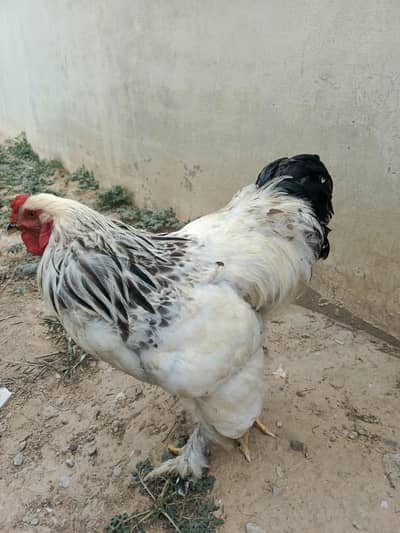 Light Columbian Brahma
