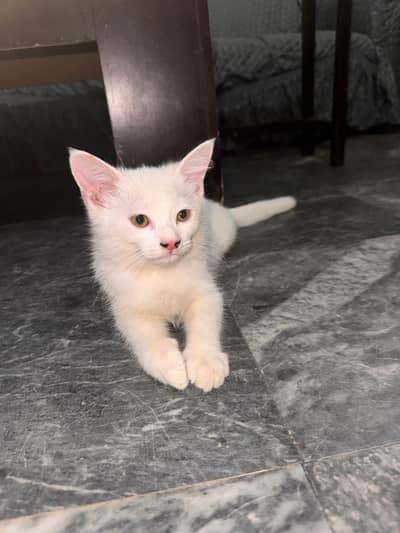 persians kitten for sale double coated
