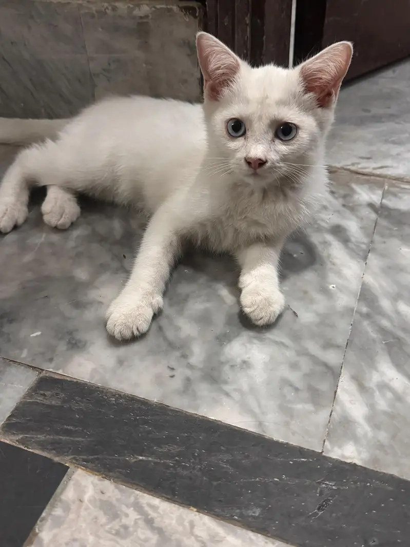 persians kitten for sale double coated — photo 2