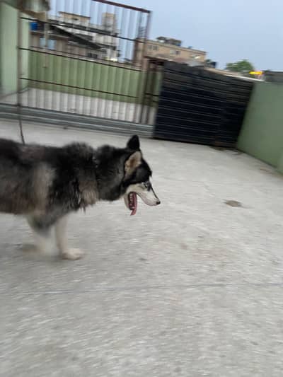Female Husky odd eyes