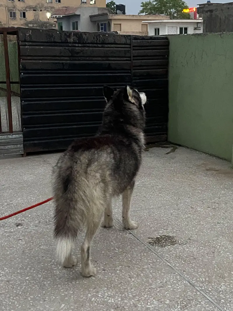 Female Husky odd eyes — photo 2