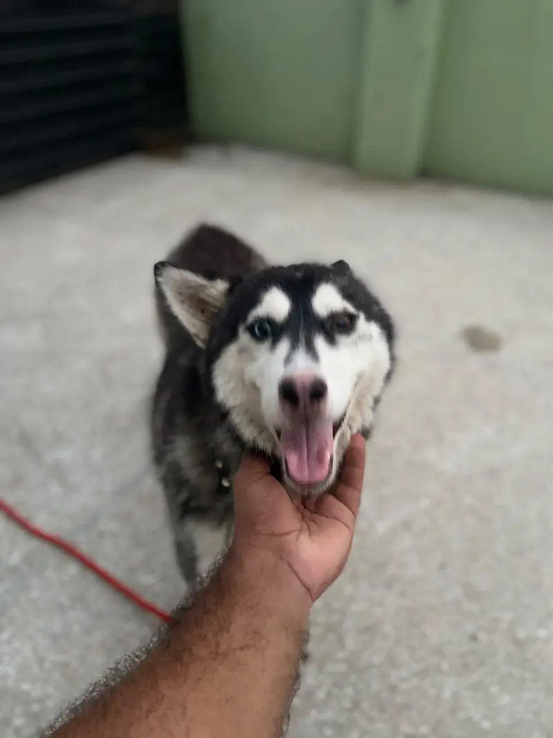 Female Husky odd eyes — photo 4