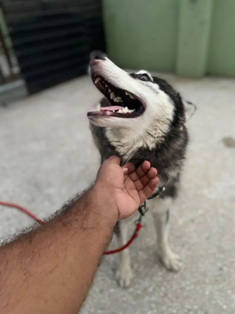 Female Husky odd eyes — photo 5