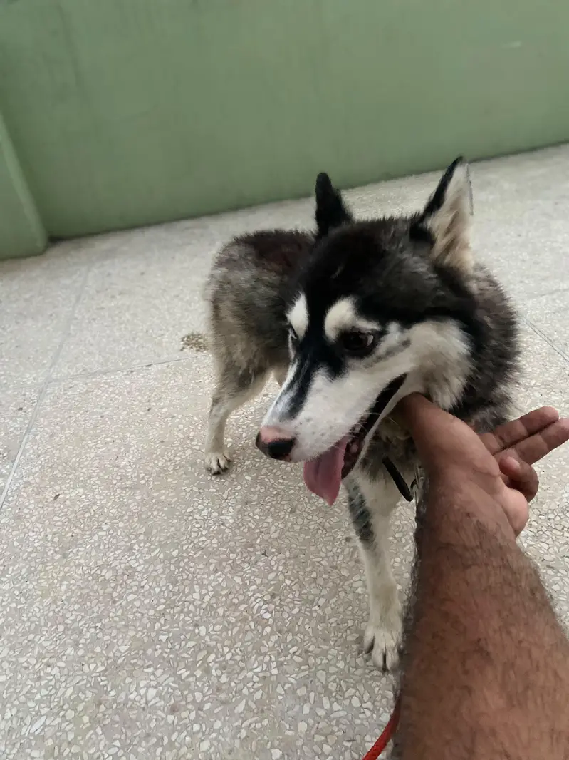 Female Husky odd eyes — photo 6